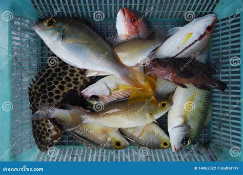 Sea Fish In The Basket Stock Photography - Image: 14063022