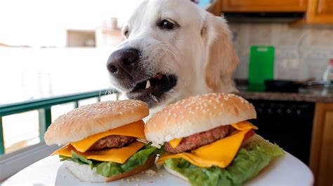 Funny Dog Makes Hamburger Golden Retriever Puppy Bailey Youtube