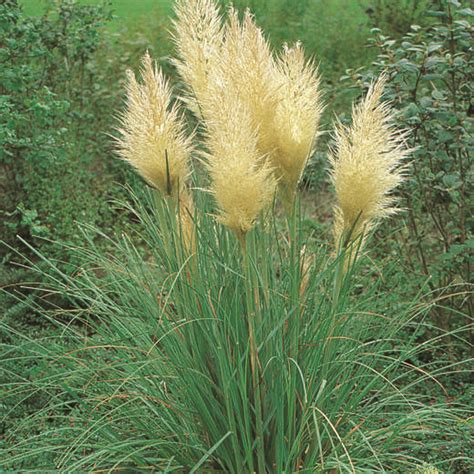 Pampasgras Cortaderia Selloana Wei