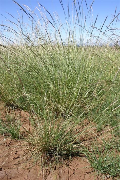 Lemmon S Needlegrass Oregon Wholesale Seed Company