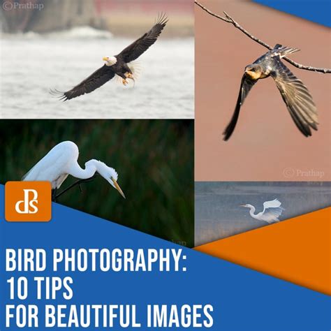 Bird Photography: 10 Tips for Beautiful Images