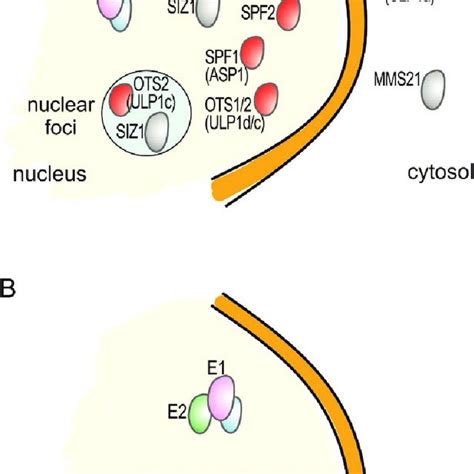 Subcellular Distribution Of Arabidopsis Sumo Machinery Components A