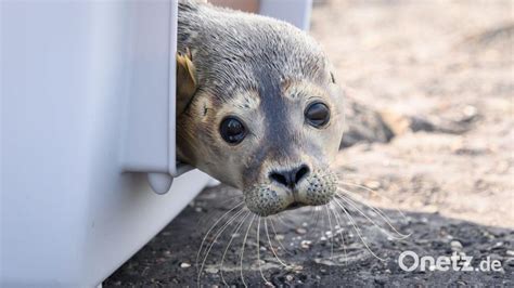 Seehundstation Wildert Erste Heuler Der Saison Aus Onetz