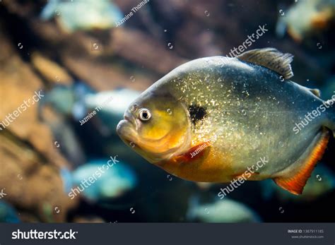 Colorful Black Spot Piranha Aquarium Stock Photo 1387911185 | Shutterstock