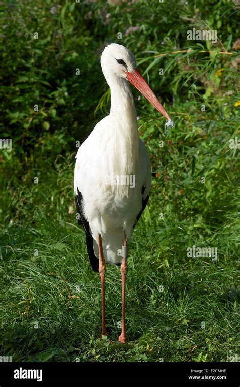 France Haut Rhin Hunawihr Centre For Reintroduction Of Storks In Alsace