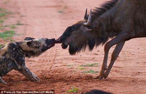Wildebeest is pulled away from its herd by ferocious hyena before