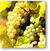 german wines: silvaner: information about silvaner grape variety in germany