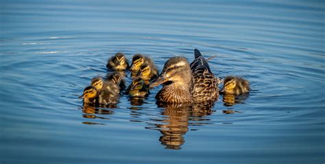 Eendenkorven Bij De Vijvers Prise D Eau Golf