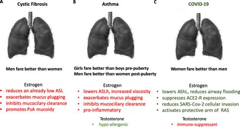 Sex Differences In Airway Disease Estrogen And Airway Surface Liquid