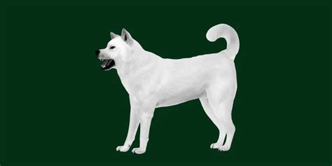 Kishu Inu Japan Dog Breed - FlippedNormals