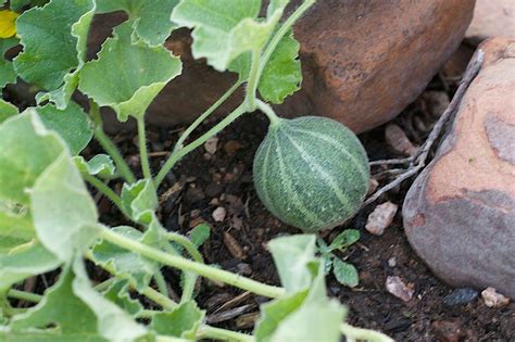 How To Grow Cantaloupe In 11 Steps Growing Cantaloupe Growing Melons