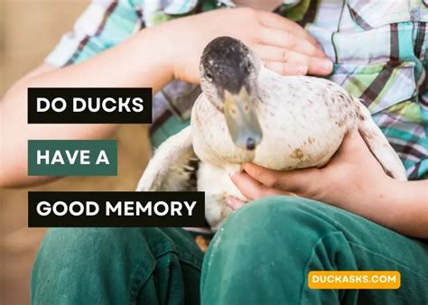 Are Ducks Intelligent? Can You Train Them? - Duck Asks