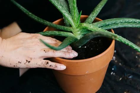 How To Plant Aloe Vera Without Roots A Beginners Guide