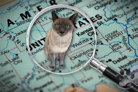 Best Siamese Cat Breeders - Your Guide to Choosing Right