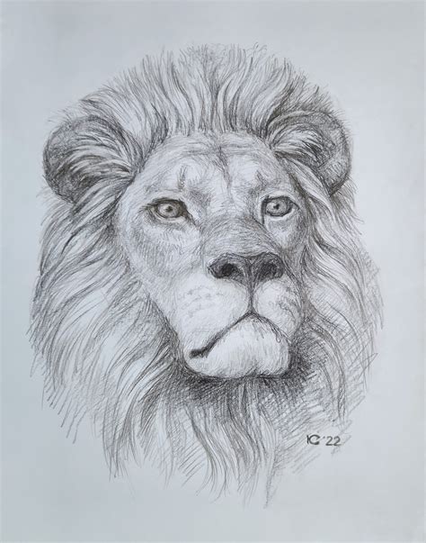 Cool Lion Drawings