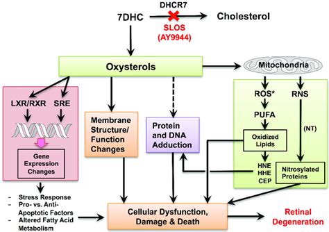 Schematic Illustrating Hypothetical Mechanisms Underlying Retinal