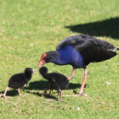 Pin On Nz Birds