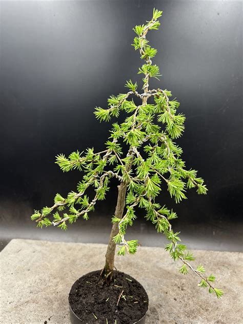 Japanese Larch Bonsai Tree Ebay