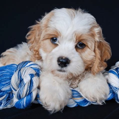 The Cavachon & Cavachon Puppies Origin, Temperament, & Price