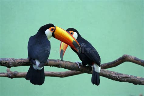 Two Toucans stock image. Image of tropical, rainforest - 2429583