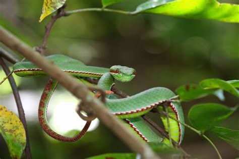 sneaky stealthy animals  masters  stealth  field guide