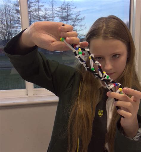 Colne Park High School Year 7 Dna Models