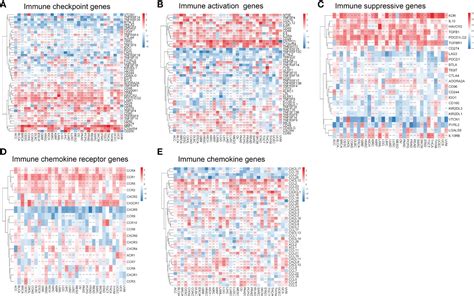 Frontiers Pan Cancer Analysis Identifies Migrasome Related Genes As A