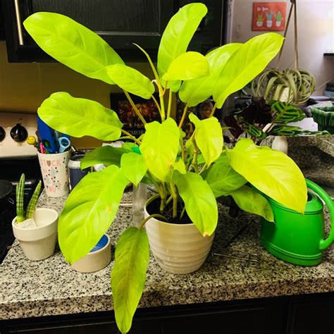 Philodendron Thai Sunrise Philodendron Thai Sunrise Uploaded By