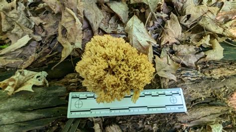 Upright Coral Fungus From Monroe County Us In Us On May At