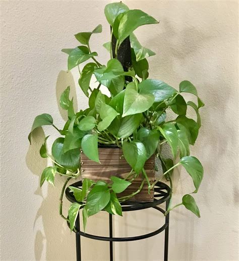 How To Care For A Pothos Plant The Perfect Houseplant For Beginners Natalie Linda