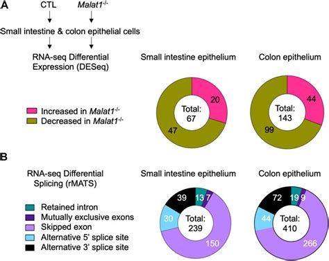 Frontiers The Long Non Coding Rna Malat1 Regulates Intestine Host