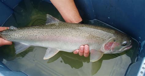 If you rebuild steelhead habitat, the fish will follow | Idaho Fish and ...