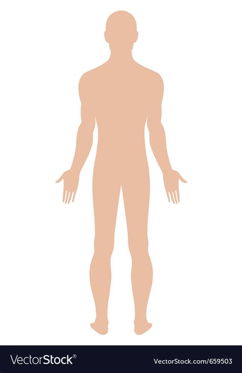 Naked Standing Man Royalty Free Vector Image VectorStock