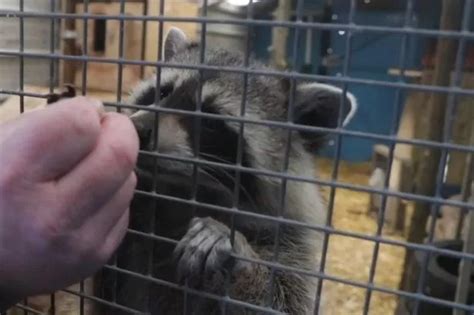 Randy Racoon Could Be Lured Home By Sex After Going Missing For Two Months Daily Star