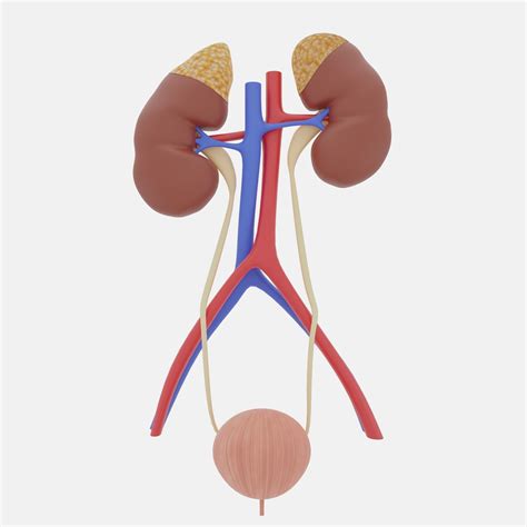 Urinary System Anatomy Model