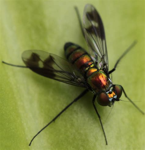 Long Legged Fly Condylostylus Sp Condylostylus Patibulatus