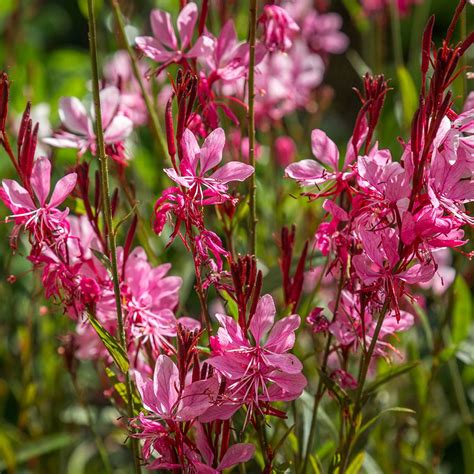 Gaura Lindheimeri Siskiyou Pink Akcia