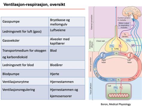 Modul 5 Respirasjonssystemet Flashcards Quizlet