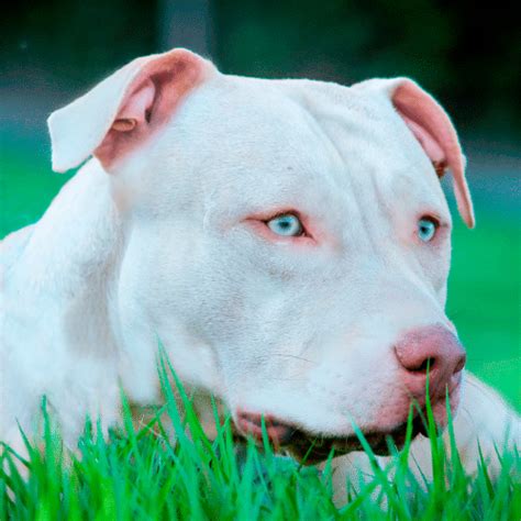 White Pitbulls - SpiritDog Training