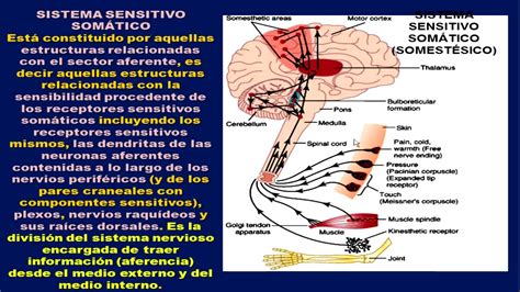 Fisiología Del Sistema Nervioso