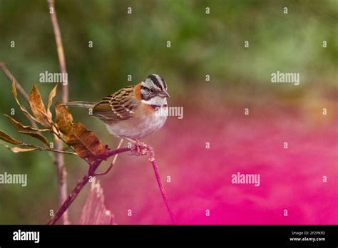 Costa Rican Rufous Collared Or Andean Sparrow Zonotrichia Capensis