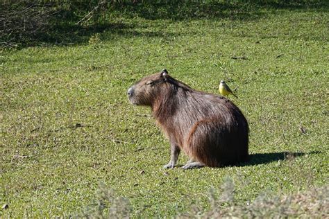 El Palmar Un Imperdible Para Los Amantes De La Fauna Jeremaixs Blog