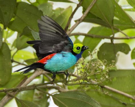 Paradise Tanager Owen Deutsch Photography