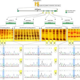 A Schematic Diagram Of Egfr Genotyping Using The Pcr Sscp Sequencing