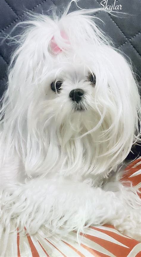 Maltipoo With Long Hair - Best Hairstyles Ideas for Women and Men in 2023