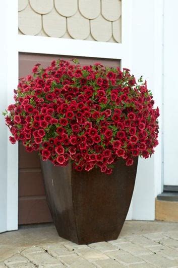 32 Types Of Red Flowers For A Gorgeous Garden Garden Design