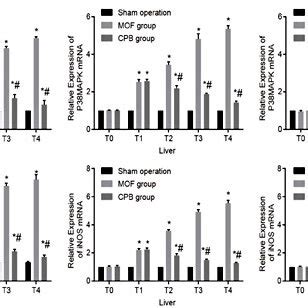 Rt Qpcr Demonstrates That Cbp Treatment Down Regulates The Mrna