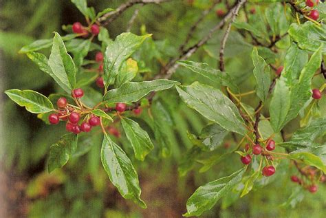 Cascara Sagrada Cancer | Cancer