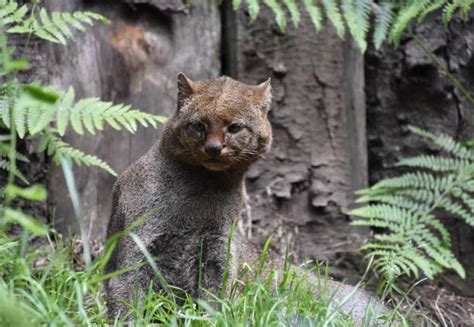 130+ Jaguarondi Photos Photos, taleaux et images libre de droits - iStock