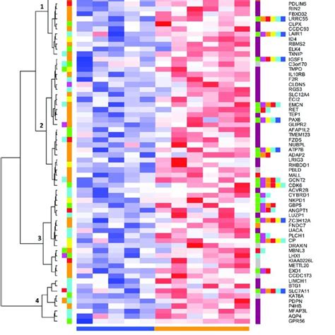 A Clustering Heat Map Specifying The 75 Upregulated Genes That Were